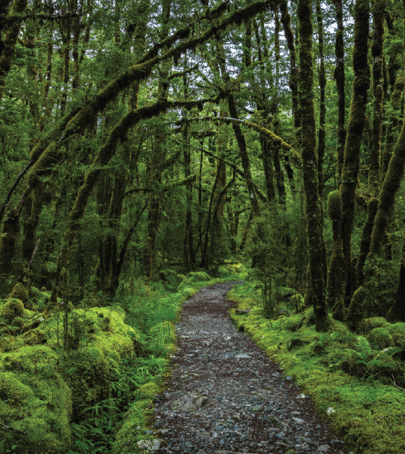 A trail through green, mossy rainforest in Fiordland National Park